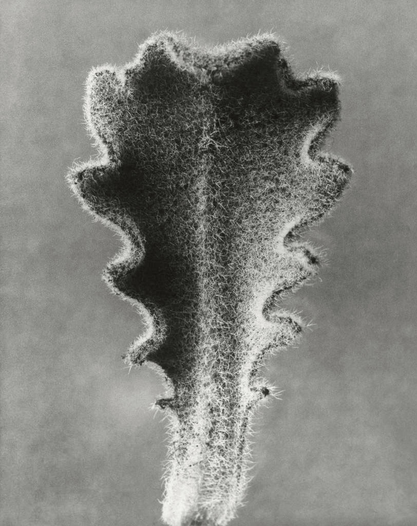 Karl Blossfeldt (German, 1865-1932) 'Hairy catsear – young leaf' 1928 Karl Blossfeldt (German, 1865-1932) 'Hairy catsear – young leaf' 1928