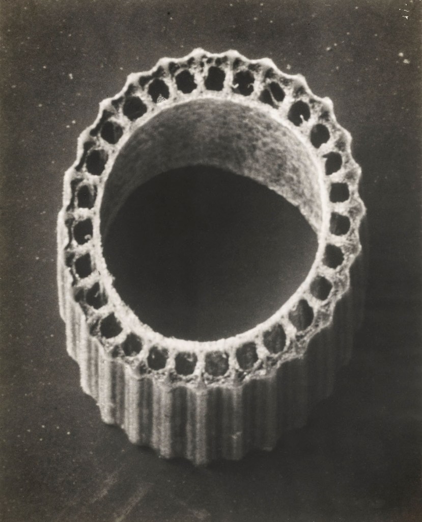 Karl Blossfeldt (German, 1865-1932) 'Winterschachtelhalm, Stängelquerschnitt' (Winter horsetail, stem cross section), enlarged 30 times Before 1926 Karl Blossfeldt (German, 1865-1932) 'Winterschachtelhalm, Stängelquerschnitt' (Winter horsetail, stem cross section), enlarged 30 times Before 1926