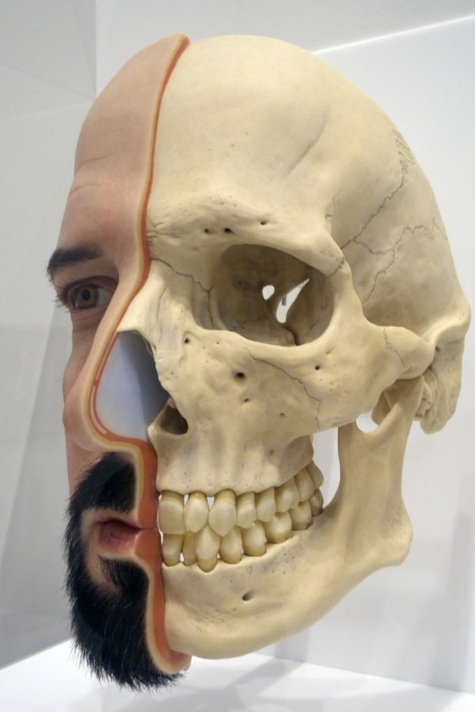 Sam Jinks (Australian, b. 1973) 'Divide (Self portrait)' 2011 (installation view)