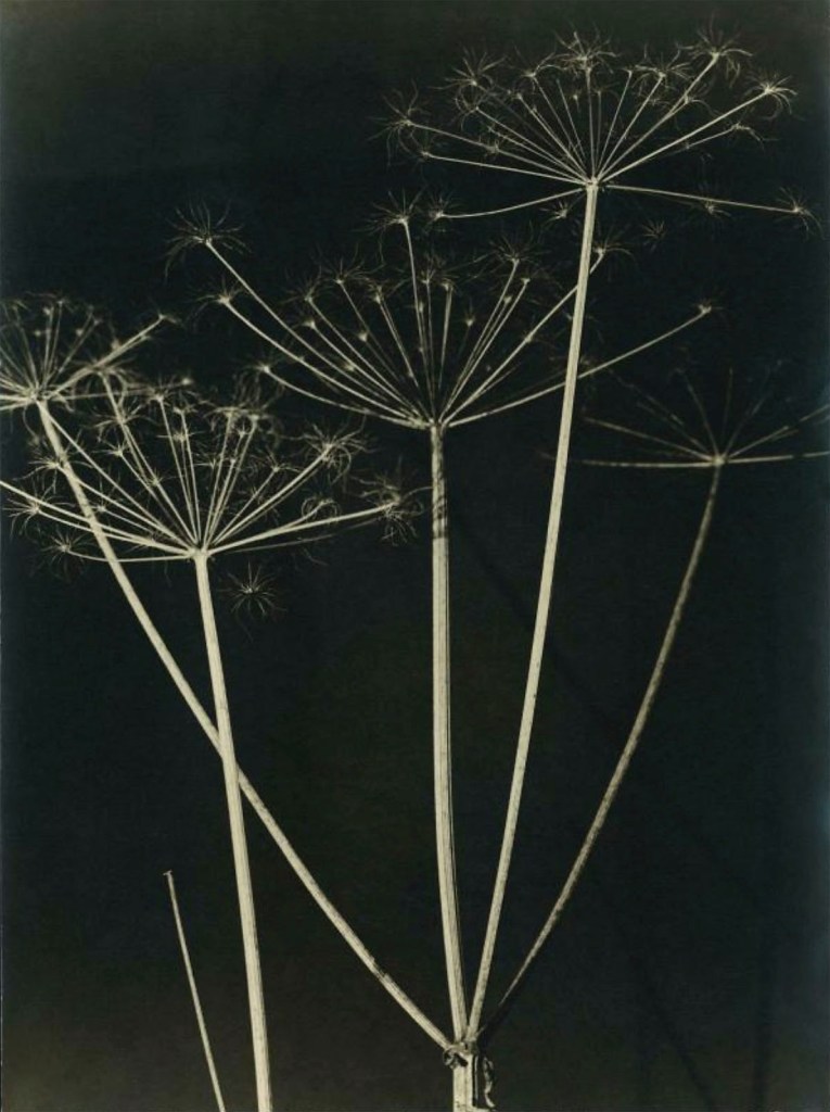 Aenne Biermann (German, 1898-1933) 'Bärwurz' Between 1926-1928