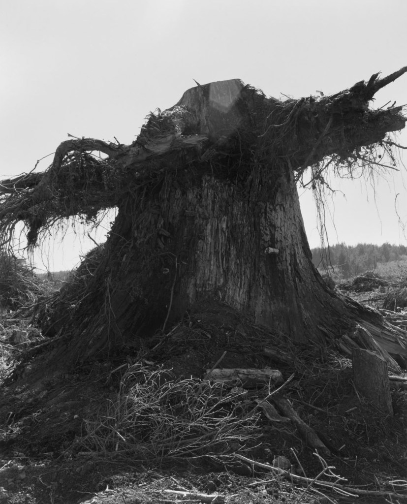 Robert Adams (American, b. 1937) 'Clearcut, Coos County, Oregon' 1999