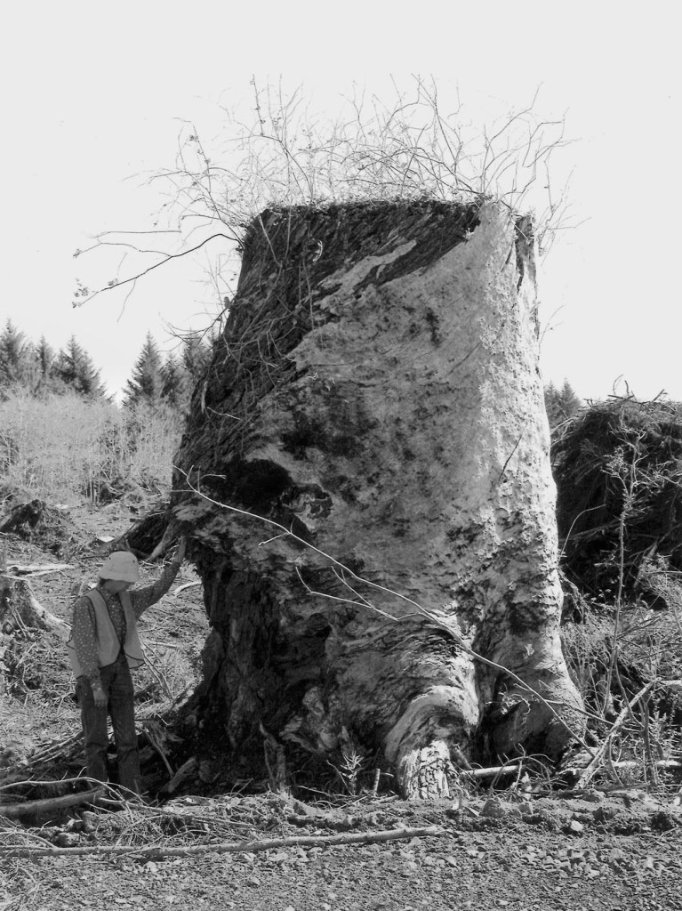 Robert Adams (American, b. 1937) 'Kerstin next to an Old-Growth Stump, Coos County, Oregon' 1999