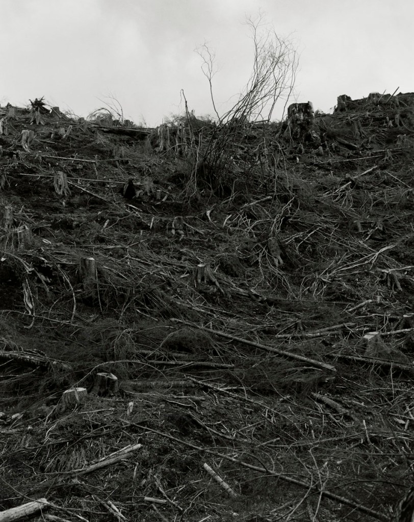 Robert Adams (American, b. 1937) 'Clearcut, Coos County, Oregon' c. 2000