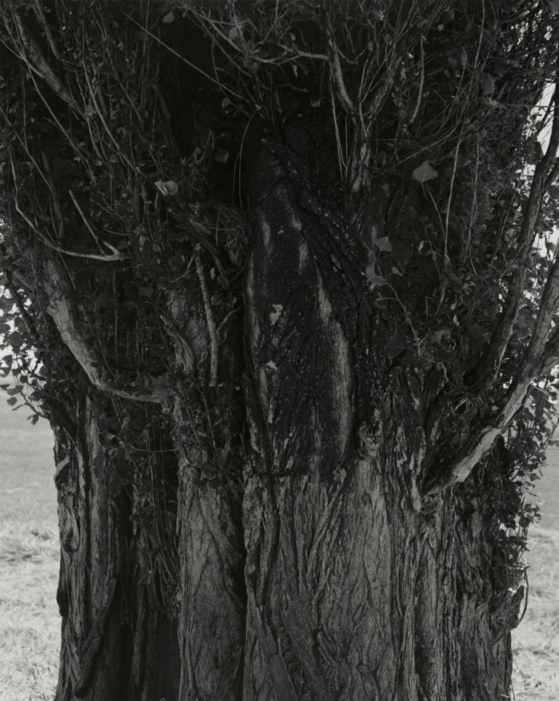 Robert Adams (American, b. 1937) 'Poplars, Harney County, Oregon' 1999