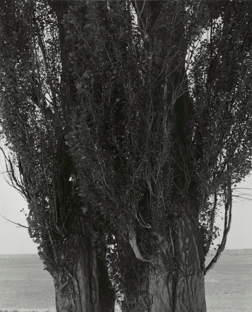 Robert Adams (American, b. 1937) 'Poplars, Harney County, Oregon' 1999