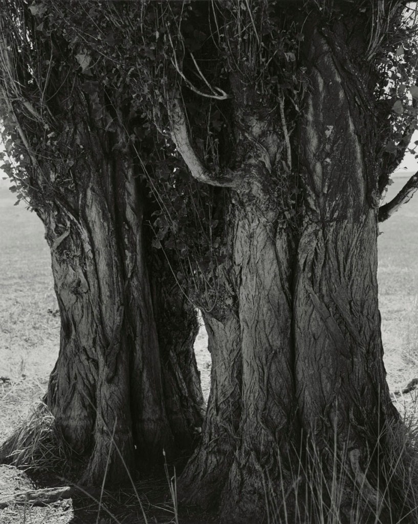 Robert Adams (American, b. 1937) 'Poplars, Harney County, Oregon' 1999