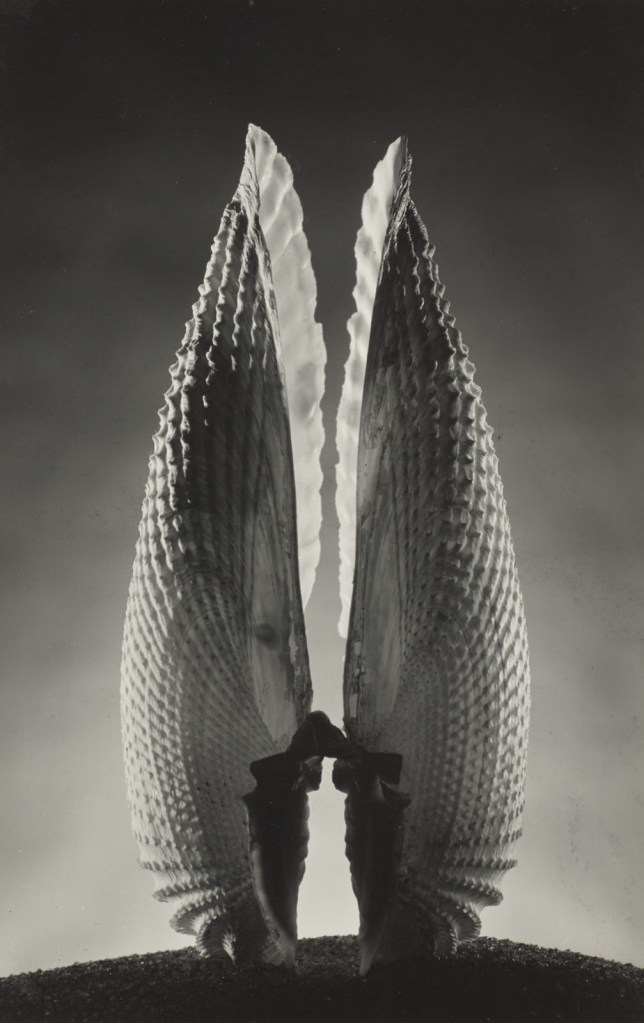 Ruth Bernhard (American born Germany, 1905-2006) 'Angel Wings' 1943