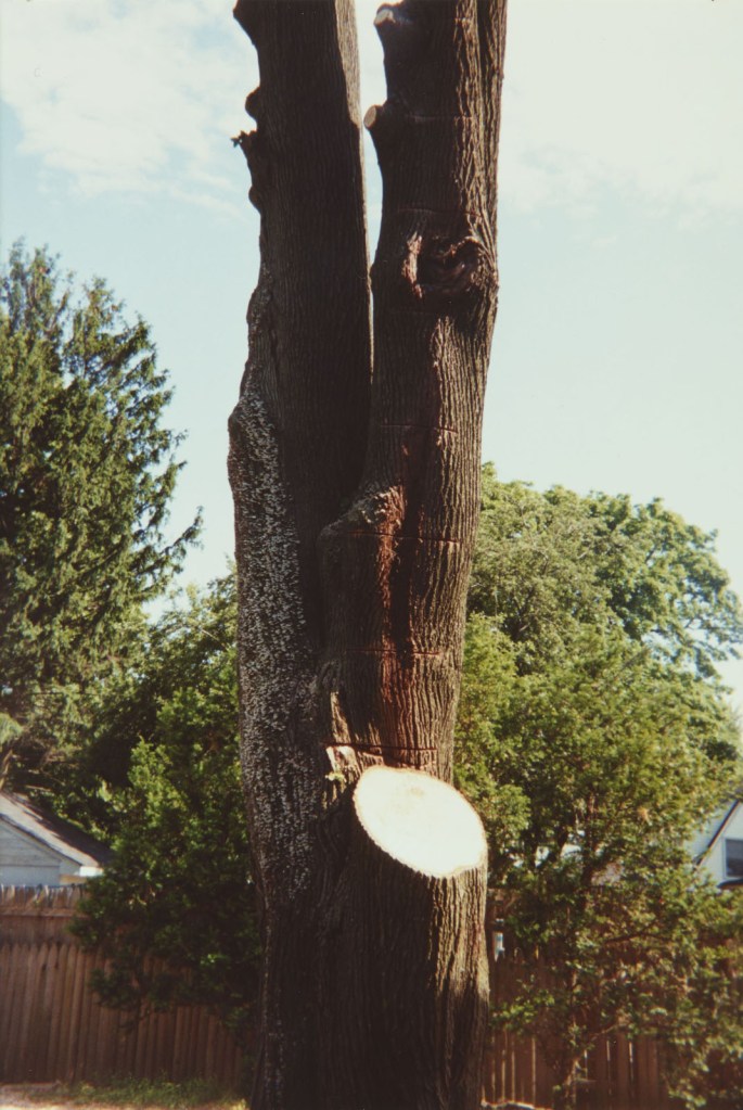 Ray Johnson (American, 1927-1995) 'Bunny tree in backyard' 17 April 1993 Ray Johnson (American, 1927-1995) 'Bunny tree in backyard' 17 April 1993