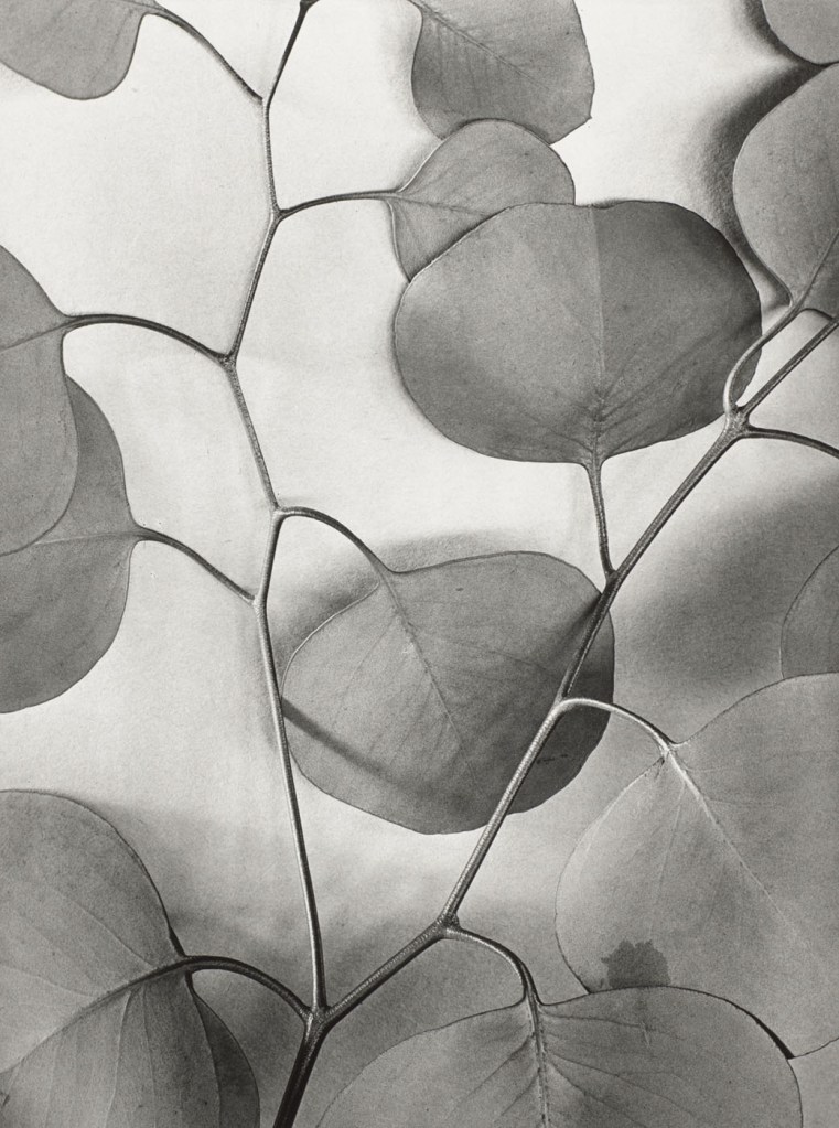Alma Lavenson (American, 1897-1989) 'Eucalyptus Leaves' 1933