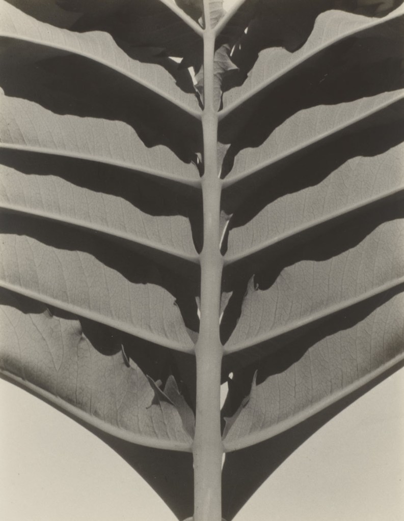 Sonya Noskowiak (American born Germany, 1900-1975) 'Plant Detail' 1931