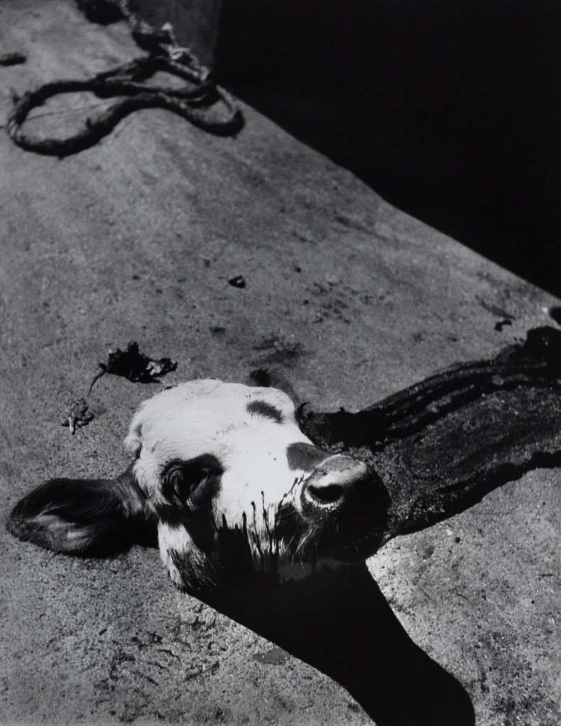 Madame d'Ora (Dora Kallmus) (Austrian, 1881-1963) 'Severed calf's head in a Parisian slaughterhouse' c. 1953-1954