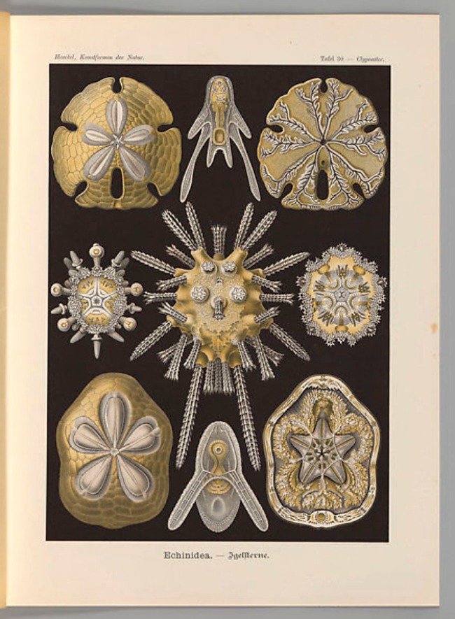 Ernst Haeckel (German, 1834-1919) "Echinidea. – Igelsterne" 'Kunstformen der Natur' (Leipzig and Vienna: Verlag des Bibliographischen Instituts, 1904)
