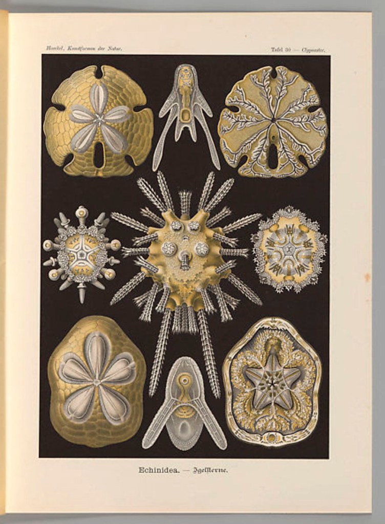 Ernst Haeckel (German, 1834-1919) "Echinidea. – Igelsterne" 'Kunstformen der Natur' (Leipzig and Vienna: Verlag des Bibliographischen Instituts, 1904) Ernst Haeckel (German, 1834-1919) "Echinidea. – Igelsterne" 'Kunstformen der Natur' (Leipzig and Vienna: Verlag des Bibliographischen Instituts, 1904)