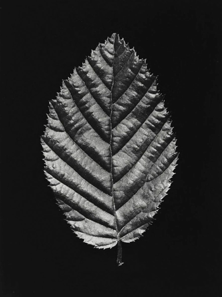 Hilla Becher (German, 1934-2015) '[Mountain Elm Leaf]' 1965