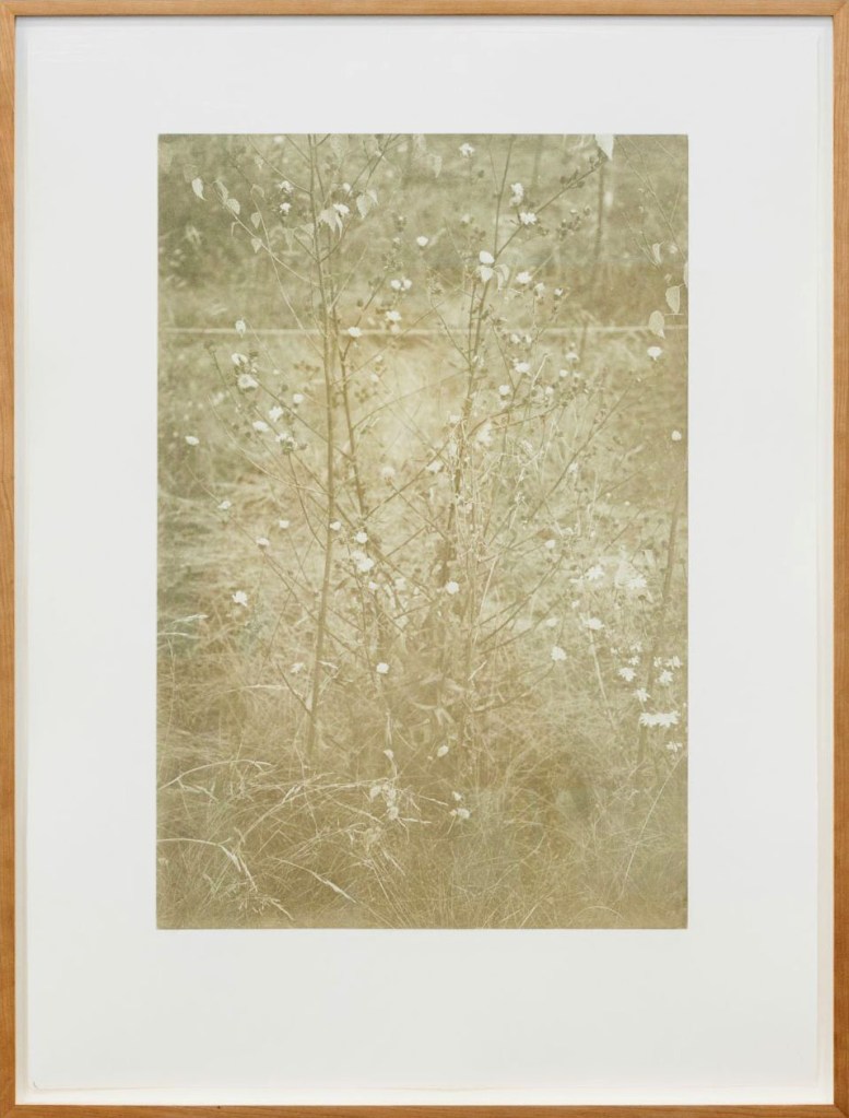 Susanne Kriemann (German, b. 1972) 'Bitterkraut aus: Falsche Kamille, Wilde Möhre, Bitterkraut (Zyklus 2)' 2017