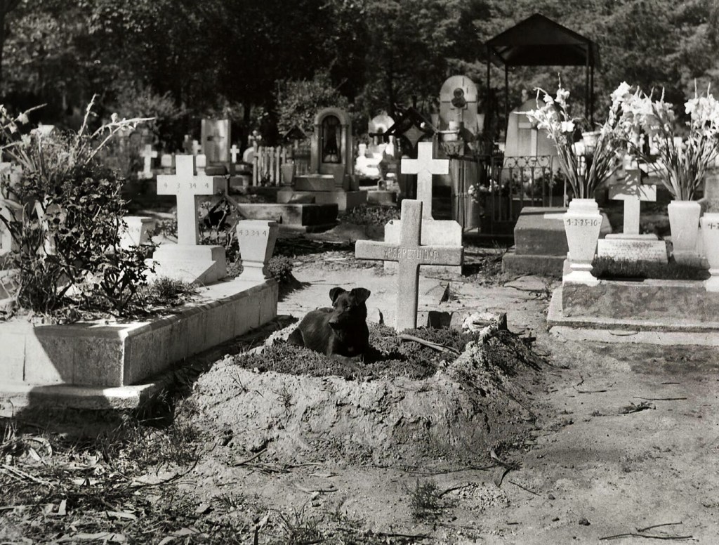 Manuel Carrillo (Mexican, 1906-1989) 'Untitled (Dog on grave, cemetery, Dolores, Mexico City)' (Sin título (Perro sobre tumba, panteon, Dolores, México D.F.) 1930