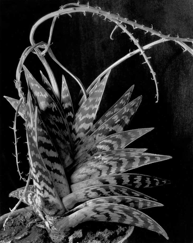 Imogen Cunningham (American, 1883-1976) 'Aloe Variagata' Early 1930's