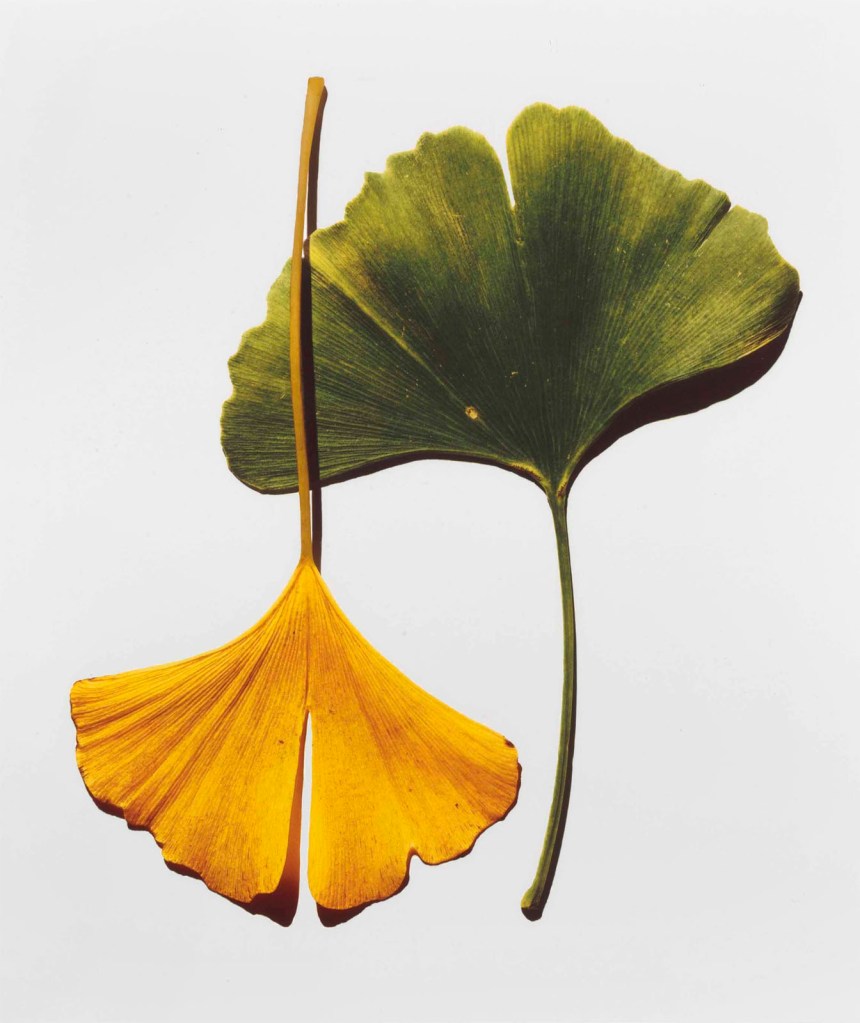 Irving Penn (American, 1917-2009) 'Gingko Leaves' 1990