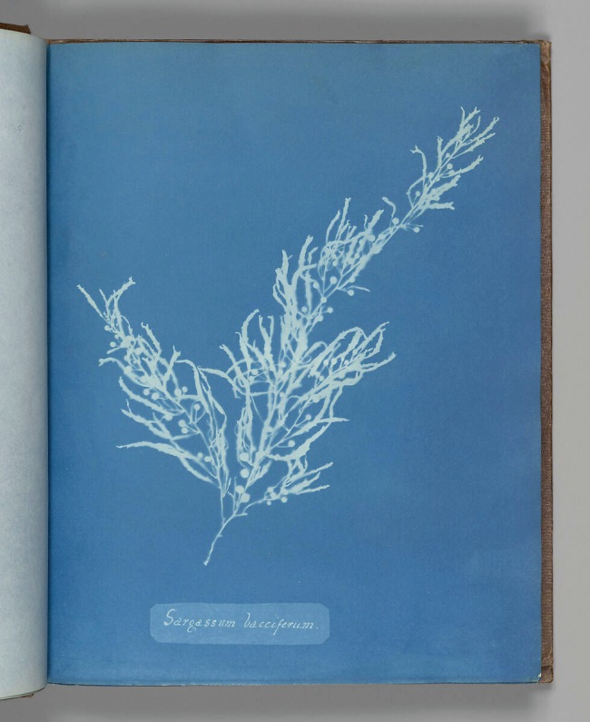 Anna Atkins (British, 1799-1871) 'Sargassum bacciferum' 1843