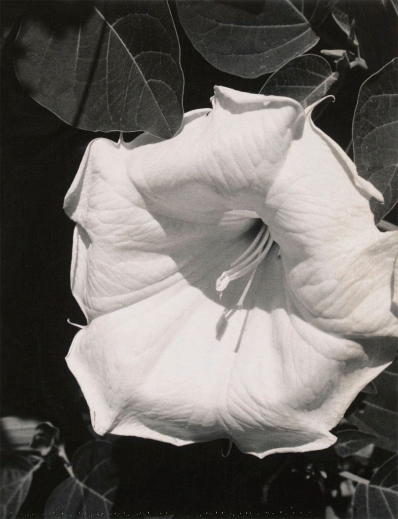 Georgia O'Keeffe (American, 1887-1986) 'Jimsonweed (Datura stramonium)' 1964-1968