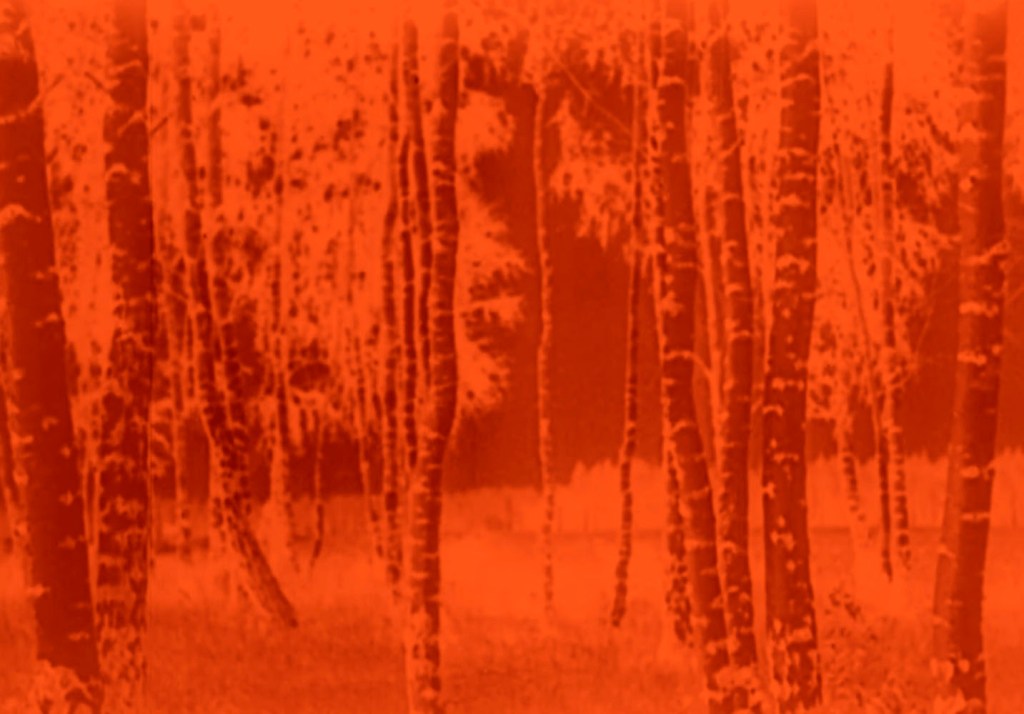 Marcus Bunyan (Australian, b. 1958). 'Trees' 2023