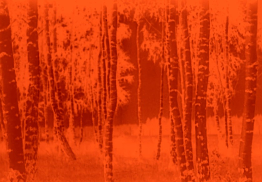 Marcus Bunyan (Australian, b. 1958). 'Trees' 2023