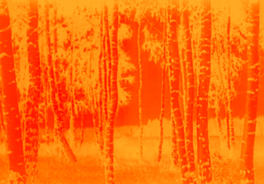 Marcus Bunyan (Australian, b. 1958). 'Trees' 2023