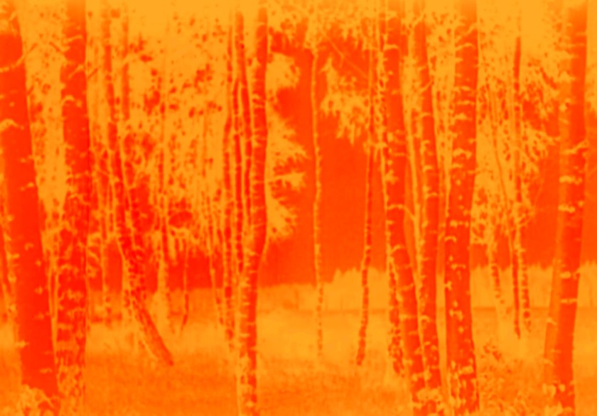 Marcus Bunyan (Australian, b. 1958). 'Trees' 2023