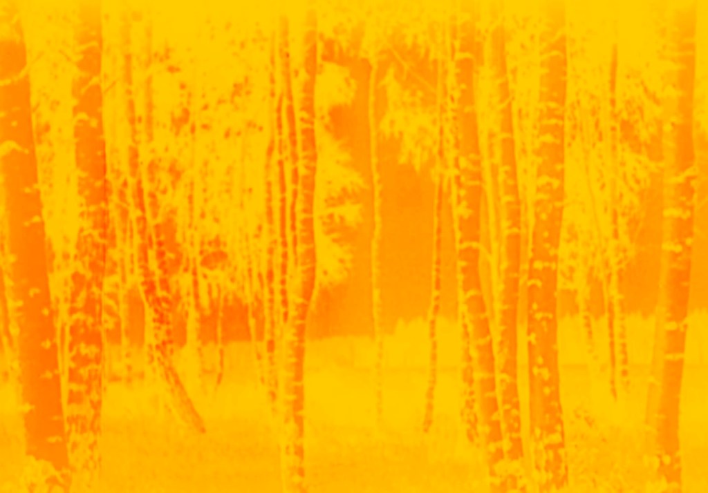 Marcus Bunyan (Australian, b. 1958). 'Trees' 2023