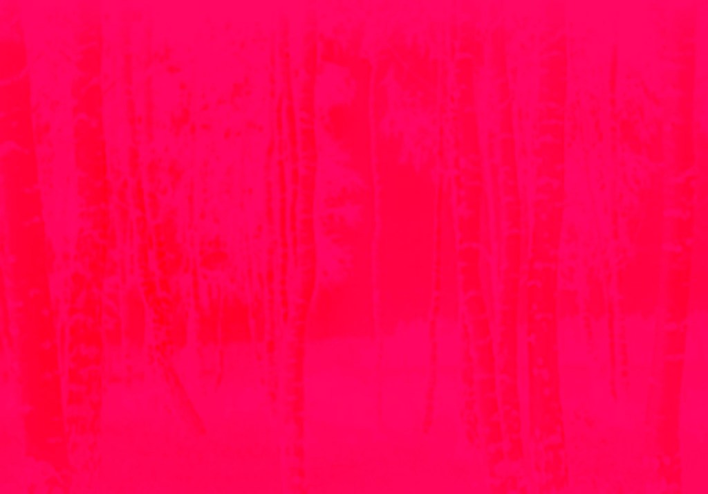 Marcus Bunyan (Australian, b. 1958). 'Trees' 2023