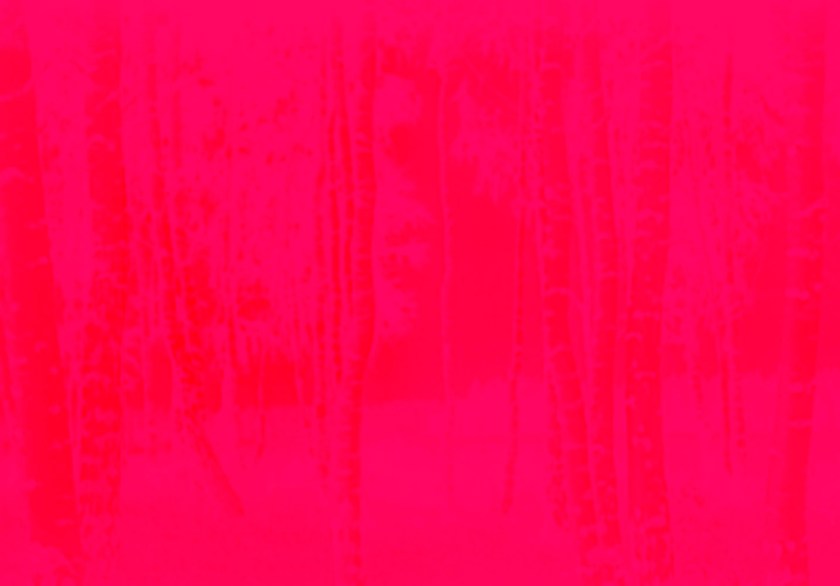 Marcus Bunyan (Australian, b. 1958). 'Trees' 2023