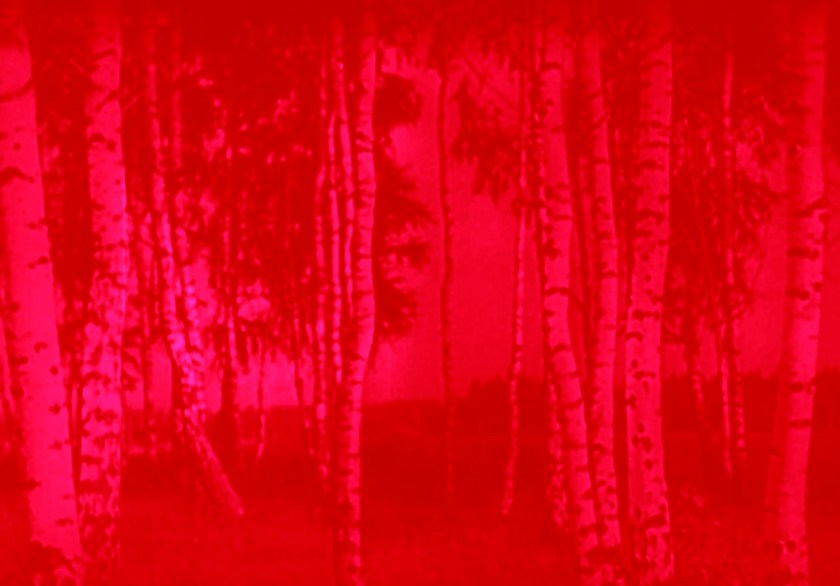 Marcus Bunyan (Australian, b. 1958). 'Trees' 2023