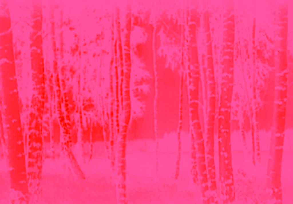 Marcus Bunyan (Australian, b. 1958). 'Trees' 2023