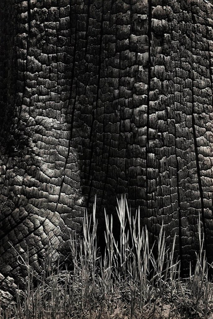 Ansel Adams (American, 1902-1984) 'Grass and Burned Stump, Sierra Nevada, California' c. 1935
