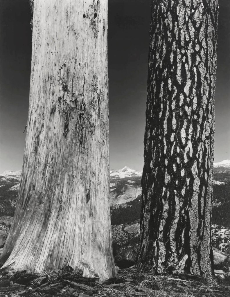 Ansel Adams (American, 1902-1984) 'Trees, Illilouette Ridge, Yosemite National Park' c. 1945
