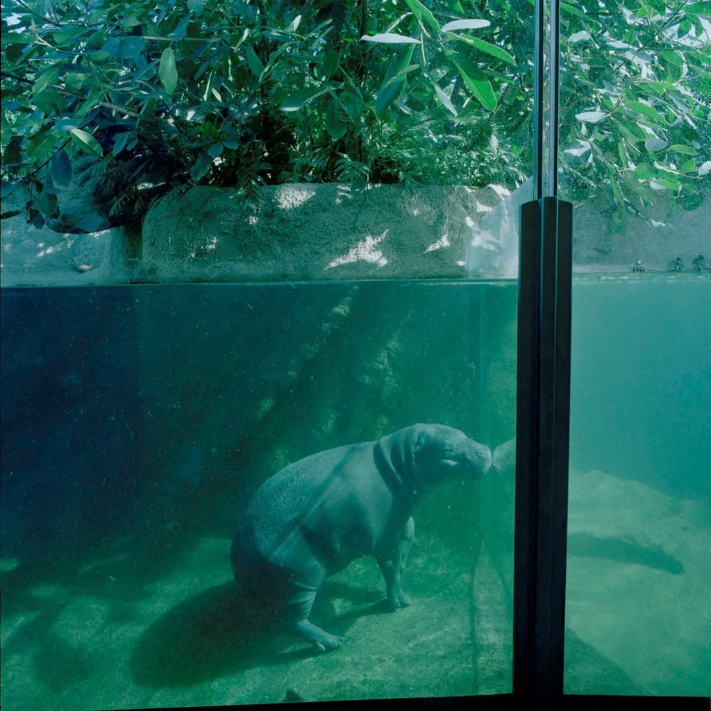 Lucinda Devlin (American, b. 1947) 'Pygmy Hippopotamus, Berlin Zoo, Germany' 1999