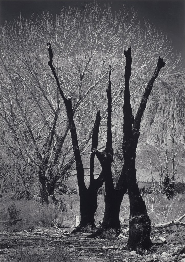 Ansel Adams (American, 1902-1984) 'Burned Trees, Owens Valley, California' Negative date: about 1936