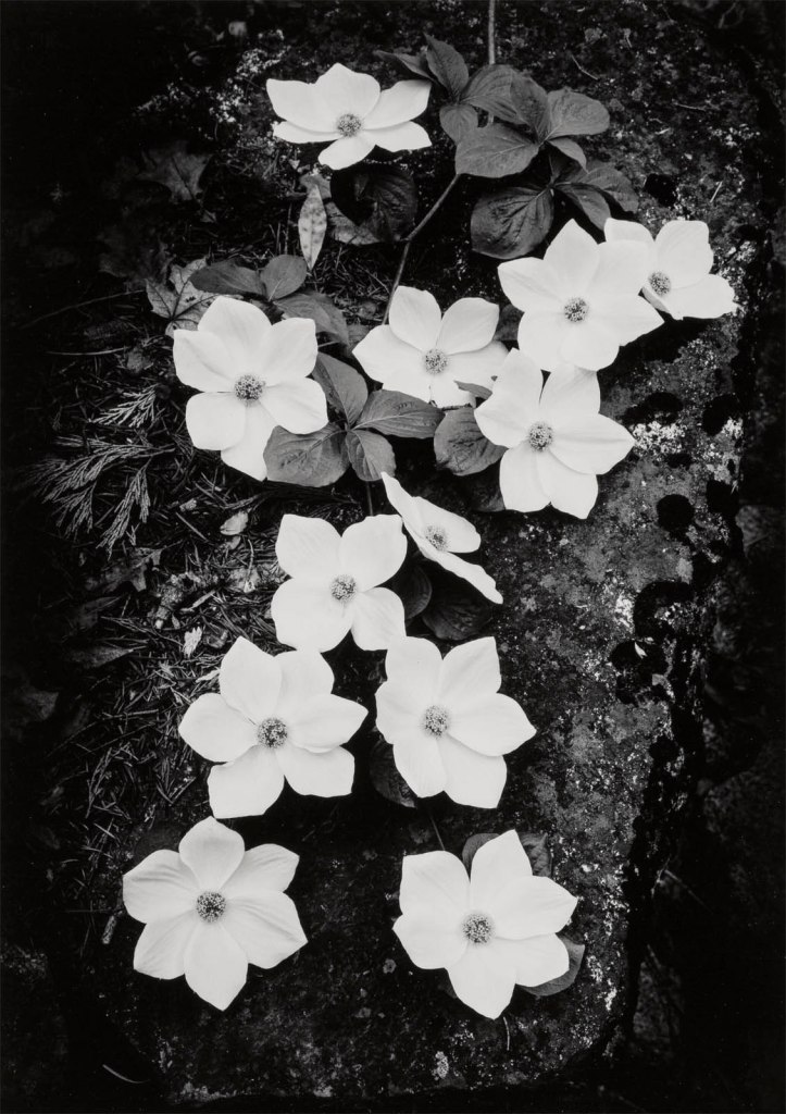 Ansel Adams (American, 1902-1984) 'Dogwood, Yosemite National Park, California' 1938