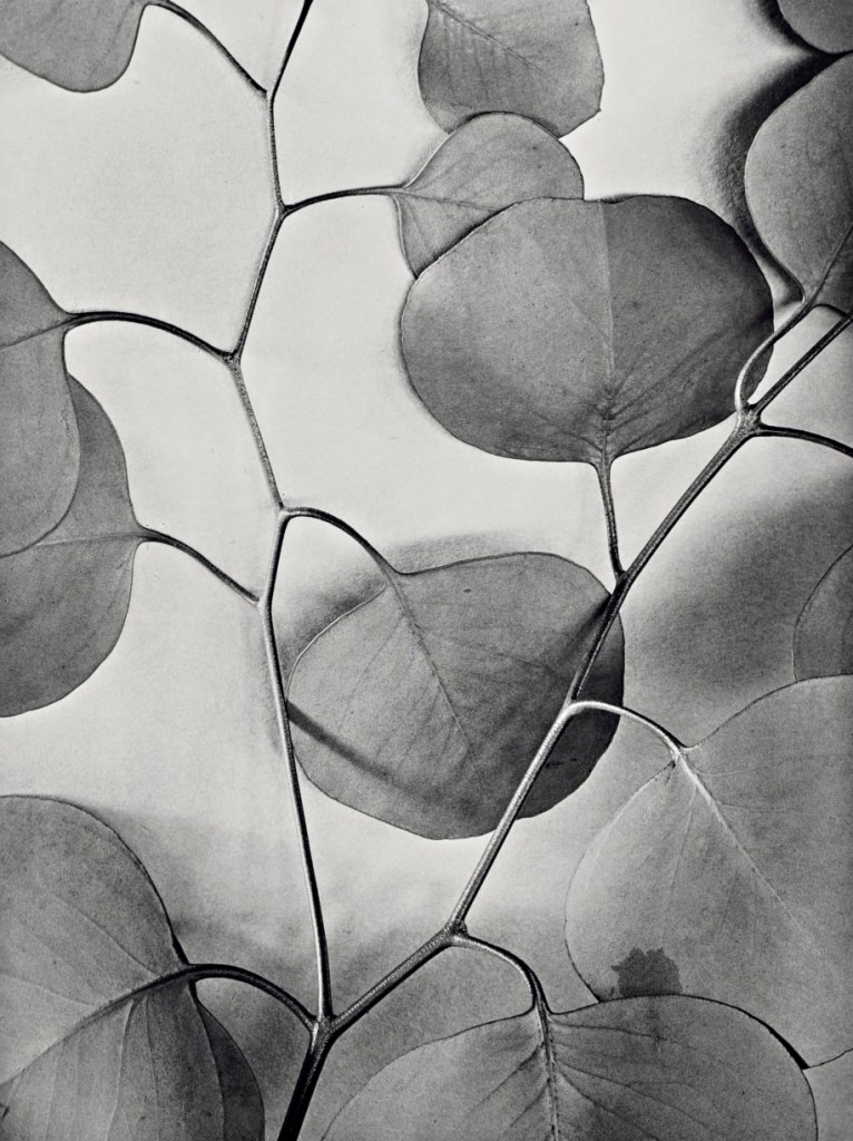Alma Lavenson (American, 1897-1989) 'Eucalyptus Leaves' 1933
