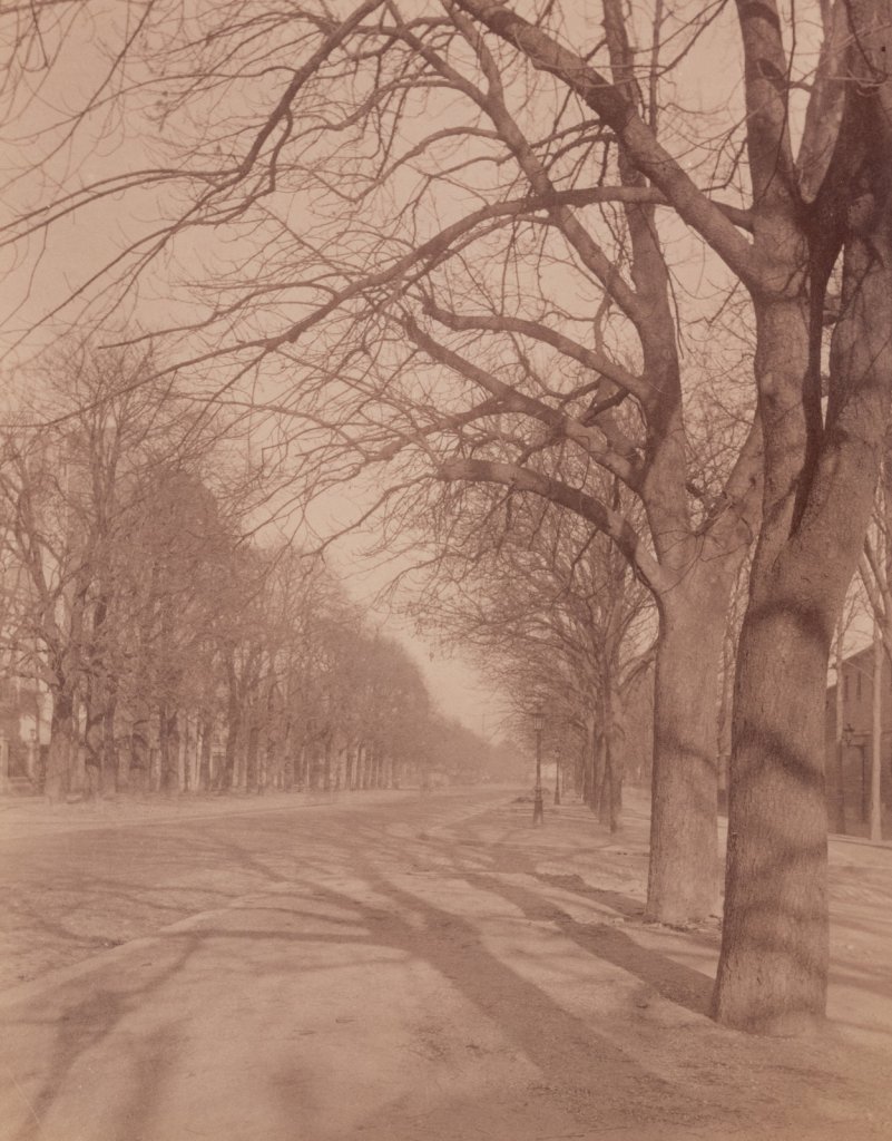 Eugène Atget (French, 1857-1927) 'Avenue de l'Observatoire' 1899-1900