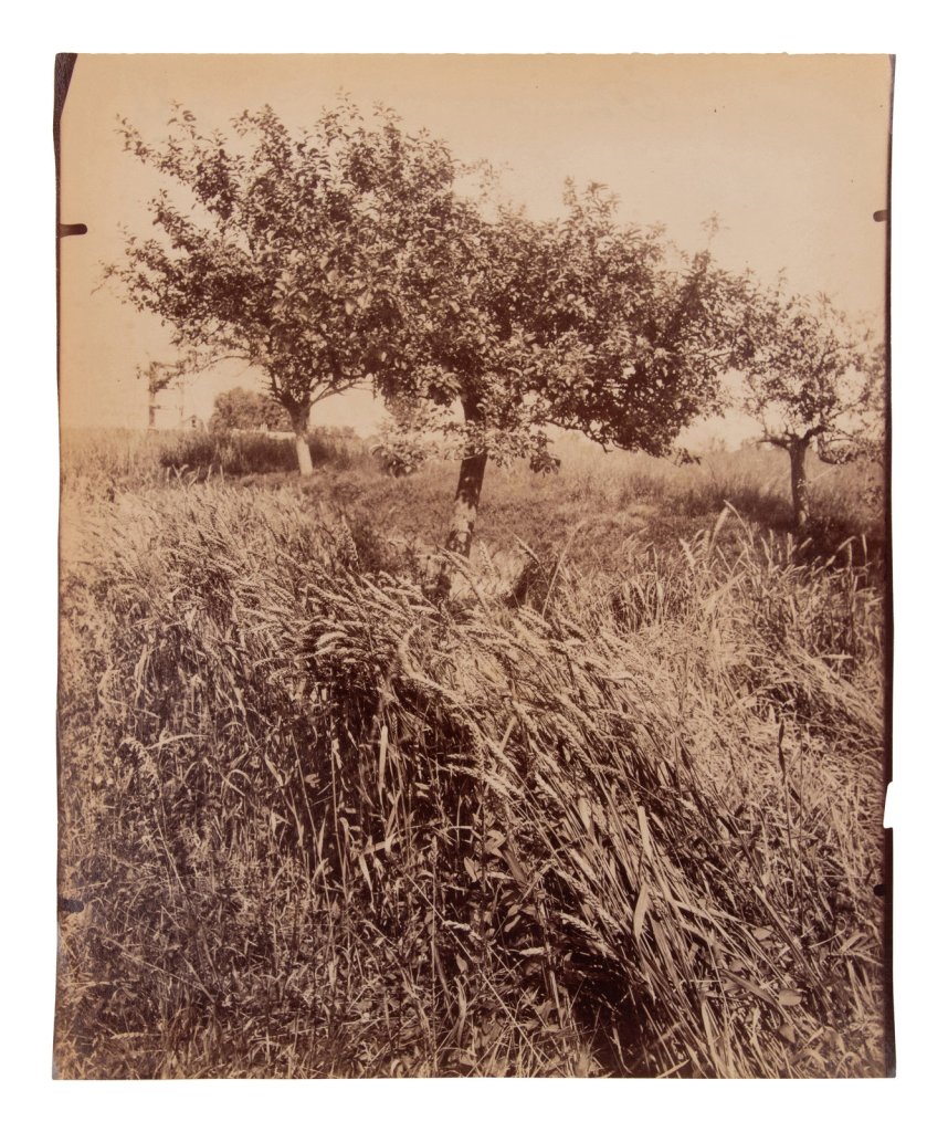 Eugène Atget (French, 1857-1927) 'Pommiers [et blés]' 1910 or earlier