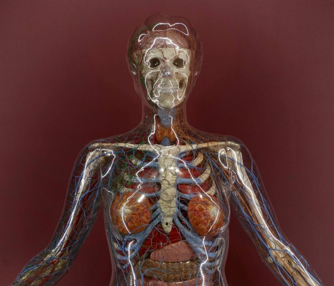 Installation view detail of the exhibition '1,001 Remarkable Objects' at Powerhouse Ultimo, Sydney showing a detail of The Transparent Woman (1950-1953)