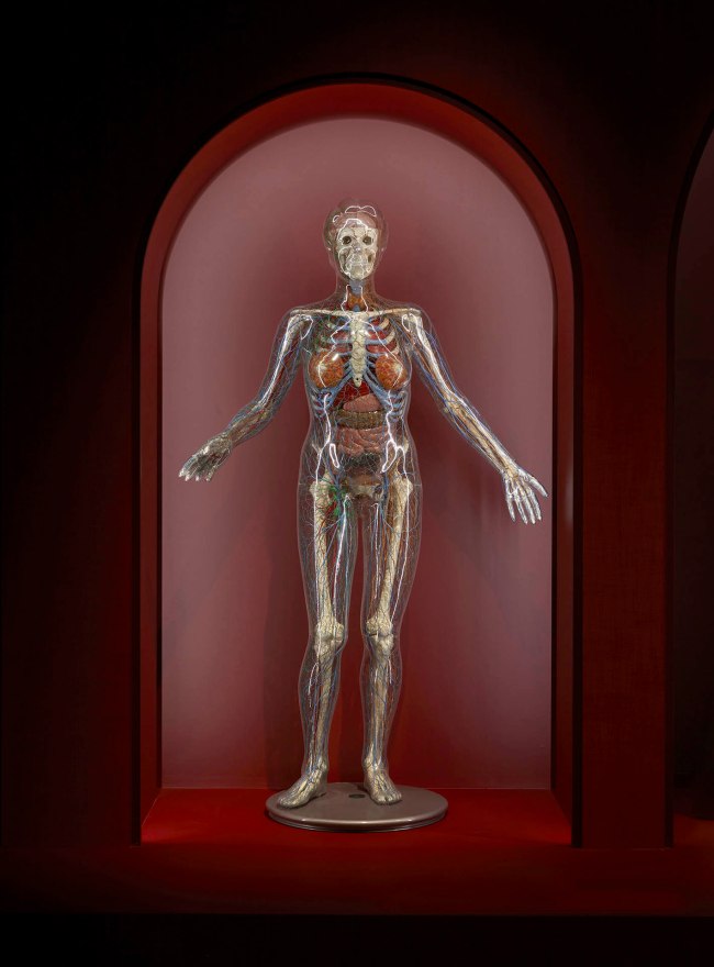 Installation view of the exhibition '1,001 Remarkable Objects' at Powerhouse Ultimo, Sydney showing The Transparent Woman (1950-1953)