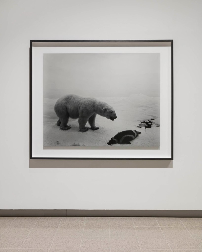 Installation view of Hiroshi Sugimoto, 'Polar Bear', 1976 from the 'Dioramas' series (1974 - ) from the exhibition 'Hiroshi Sugimoto: Time Machine' at the Hayward Gallery, London, Oct 2023 - Jan 2024