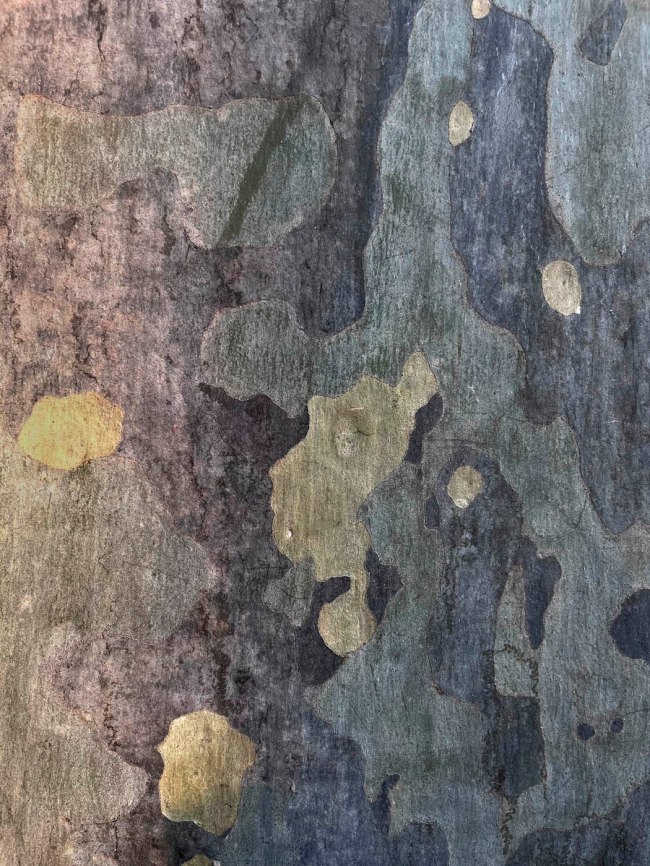 Ian Lobb (Australian, 1948-2023) 'Lemon scented gum' 13 September 2023