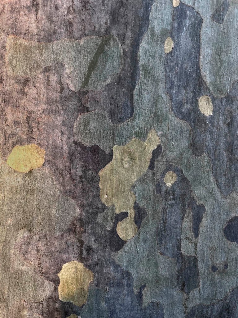 Ian Lobb (Australian, 1948-2023) 'Lemon scented gum' 13 September 2023
