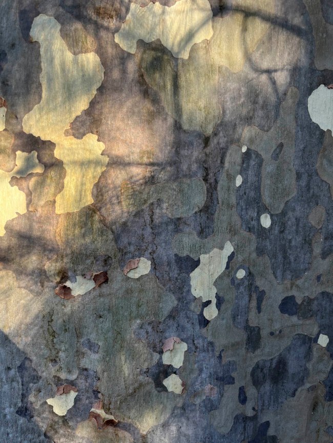 Ian Lobb (Australian, 1948-2023) 'Lemon scented gum' 14 February 2023