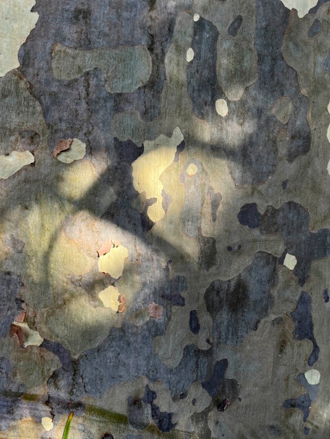 Ian Lobb (Australian, 1948-2023) 'Lemon scented gum' 22 February 2023