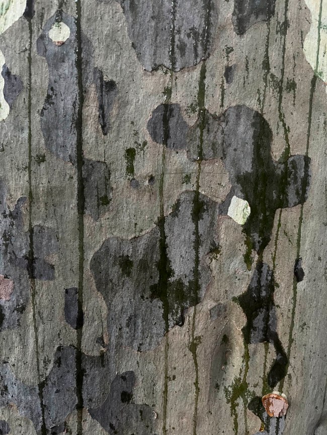 Ian Lobb (Australian, 1948-2023) 'Lemon scented gum' 24 January 2023