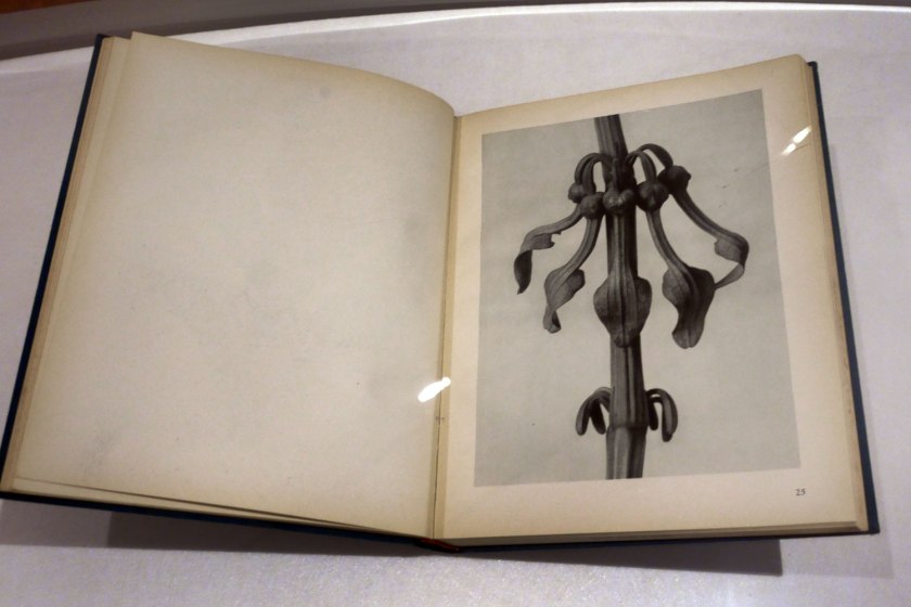 Karl Blossfeldt (German, 1865-1932) 'Art Forms in Nature: Examples from the Plant World Photographed Direct from Nature' Published by A. Zwemmer, London, 1929 (installation view)